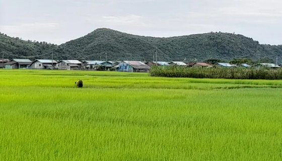 缅甸一难民营“闹饥荒”，2名女性活活饿死